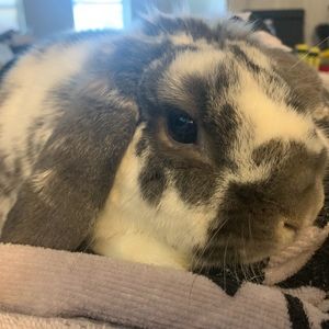 Meet your Posher, Silvia